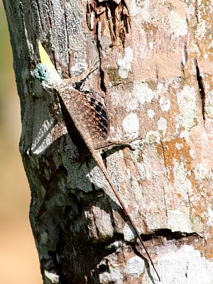 image of a flying lizard in malaysia