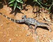 image of a water monitor lizard in malaysia