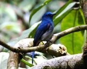 malaysian pale blue flycatcher