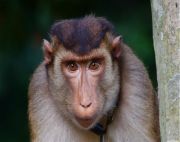 picture of pig-tailed macaque of malaysia