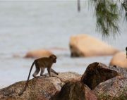a baby long-tailed macaque near the sea-shore photo