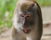 pigtailed macaque of malaysia photo