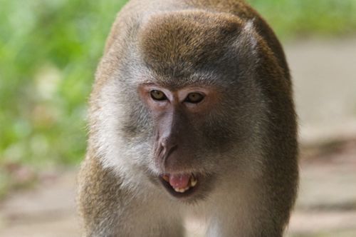 pigtailed macaque of malaysia photo