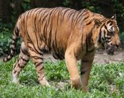 malayan tiger picture