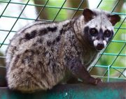 picture of malayan civet or musang