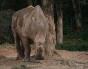 picture of sumatran rhino