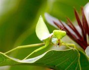 picture of a malaysian mantis