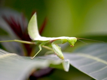 malaysian mantid image