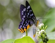 picture of a moth in malaysia