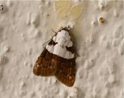 picture of moth of malaysia