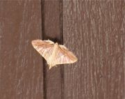 moth photo