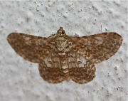 picture of a moth in malaysia