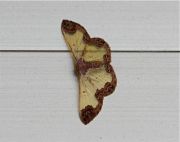 picture of a moth in malaysia