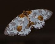 moth photo