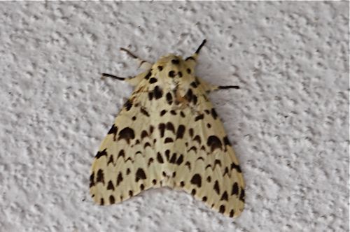 moth picture