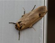picture of a moth in malaysia