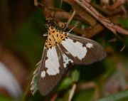 picture of a moth in malaysia