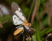 moth photo (female)