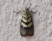 moth photo