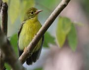 olive-backed sunbird in Malaysia