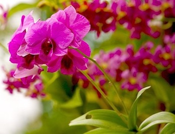 purple orchid flower