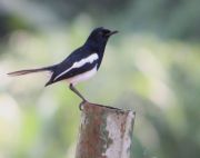 male oriental magpie robin