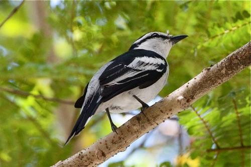 pied triller