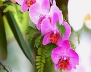 pink orchid