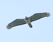 raptor seen at tanjung tuan