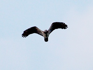 picture of a raptor crossing at tanjung tuan, malaysia