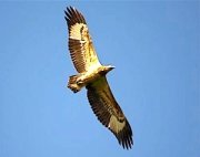 graceful flight of eagle