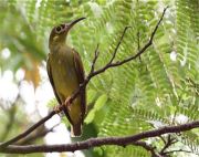 spectacled spiderhunter in malaysia