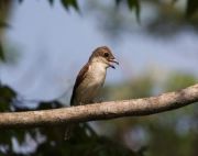 juvenile tiger shrike in Malaysia