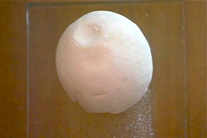 turtle egg