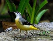 yellow wagtail, found in malaysia