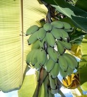 image of bananas on tree
