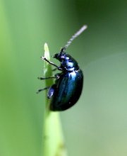 picture of a scarab beetle in malaysia