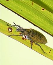 picture of a malaysian scarab beetle on a leaf stalk