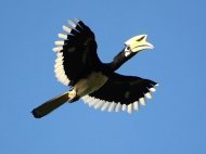 oriental pied hornbill picture