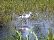 common greenshank photo