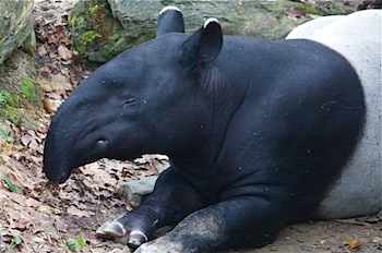 picture of malayan tapir