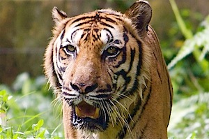 malayan tiger