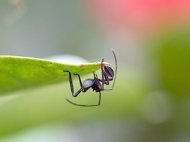 shieldbug