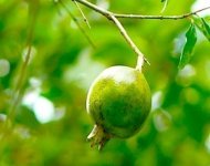 photo of buah delima, a malaysian fruit