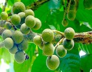 picture of duku fruit on tree