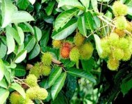 picture of rambutans on tree