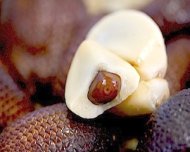 picture of the inside of malaysian snakefruit (salak)