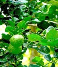 photo of kaffir lime on tree