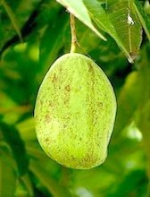 picture of a mango on tree