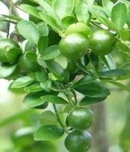 photo of malaysian orange fruits on tree